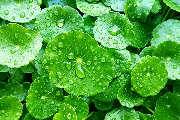 How Does Centella Asiatica Extract Powder Support Skin Repair?